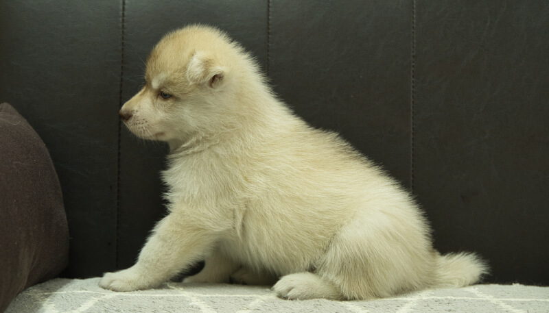 シベリアンハスキー子犬の写真No.202405023左側面6月12日現在