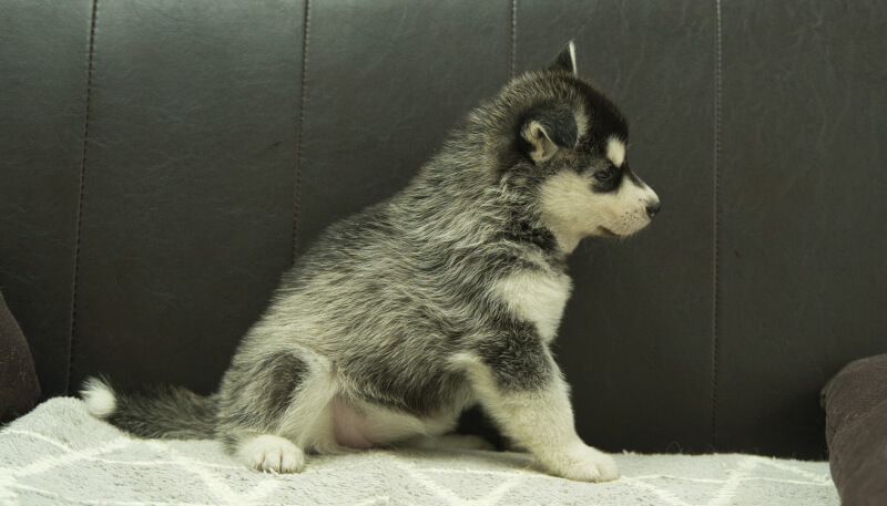 シベリアンハスキー子犬の写真No.202405024右側面6月12日現在