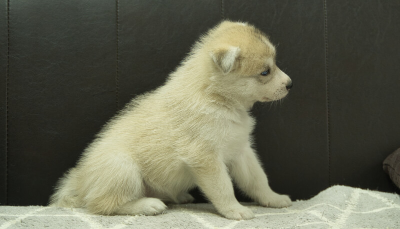シベリアンハスキー子犬の写真No.202405025右側面6月12日現在