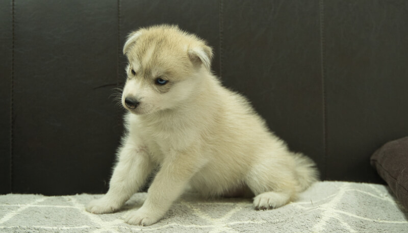 シベリアンハスキー子犬の写真No.202405025-4　6月12日現在