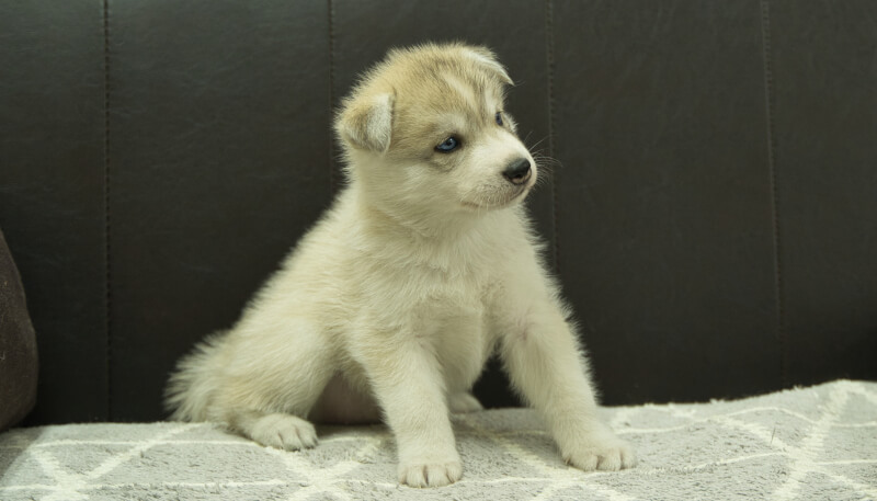 シベリアンハスキー子犬の写真No.202405025-5　6月12日現在