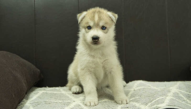 シベリアンハスキー子犬の写真No.202405025正面6月12日現在