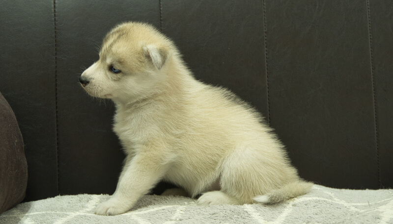シベリアンハスキー子犬の写真No.202405025左側面6月12日現在