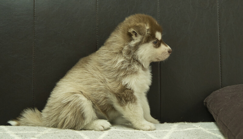シベリアンハスキー子犬の写真No.202405026右側面6月12日現在