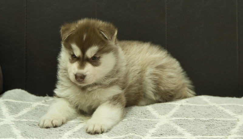 シベリアンハスキー子犬の写真No.202405026-4　6月12日現在