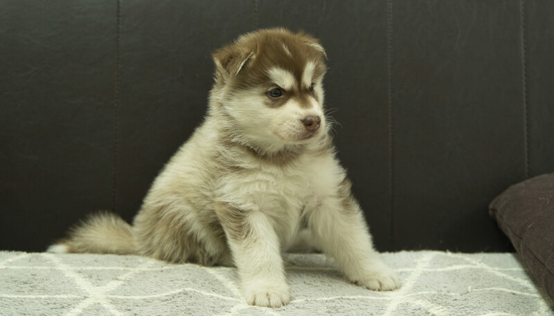 シベリアンハスキー子犬の写真No.202405026-5　6月12日現在