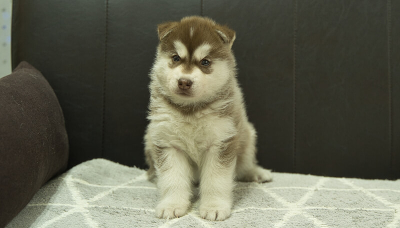 シベリアンハスキー子犬の写真No.202405026正面6月12日現在