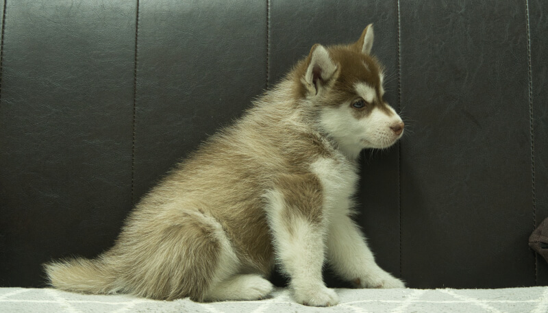 シベリアンハスキー子犬の写真No.202405022右側面6月18日現在