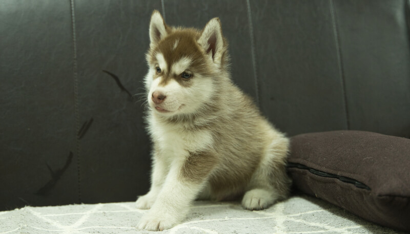 シベリアンハスキー子犬の写真No.202405022-4　6月18日現在