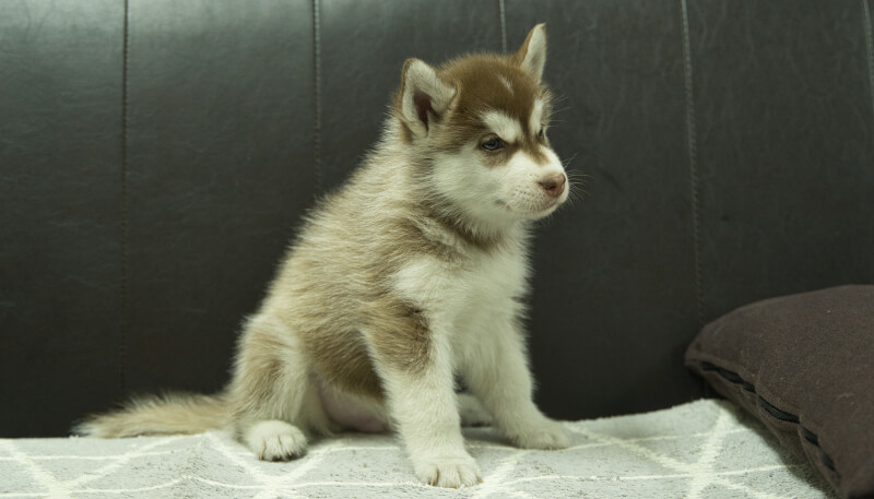 シベリアンハスキー子犬の写真No.202405022-5　6月18日現在
