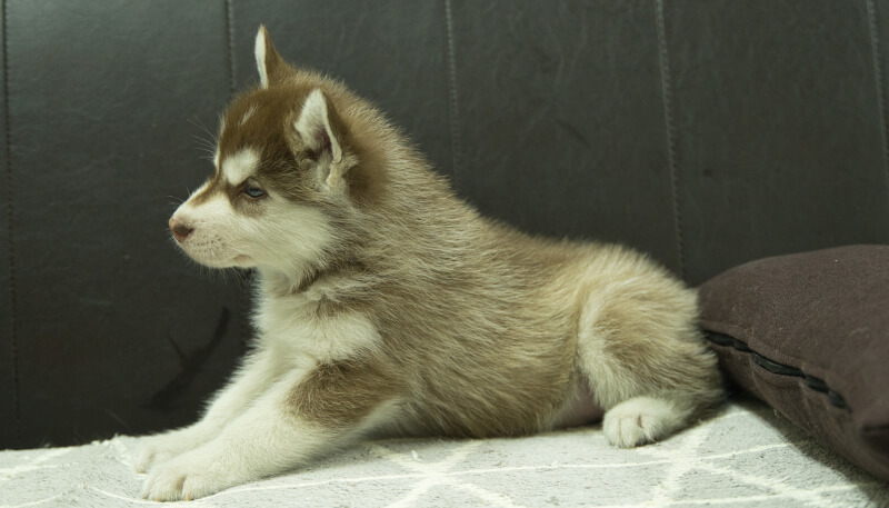 シベリアンハスキー子犬の写真No.202405022左側面6月18日現在