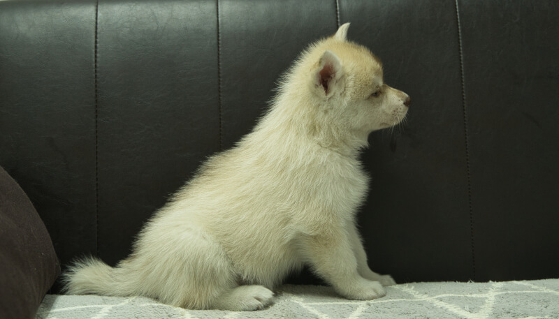 シベリアンハスキー子犬の写真No.202405023右側面6月18日現在