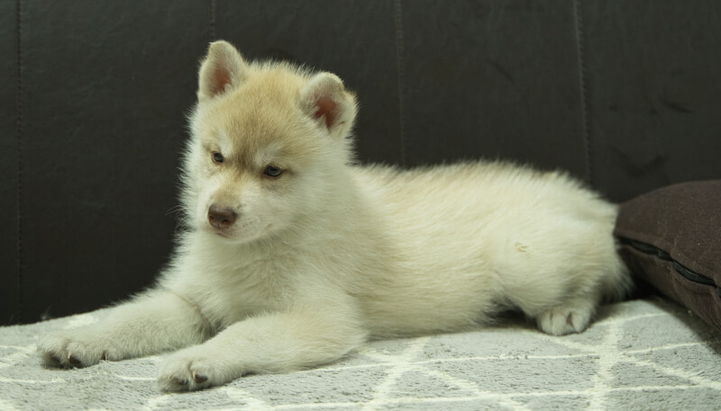 シベリアンハスキー子犬の写真No.202405023-4　6月18日現在