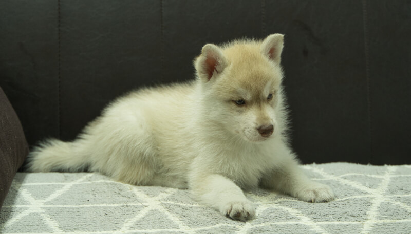 シベリアンハスキー子犬の写真No.202405023-5　6月18日現在