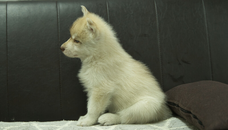 シベリアンハスキー子犬の写真No.202405023左側面6月18日現在