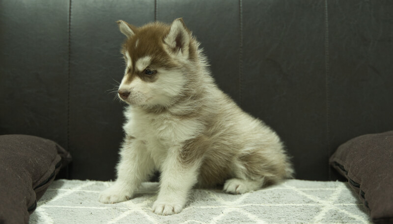 シベリアンハスキー子犬の写真No.202405026-4　6月18日現在