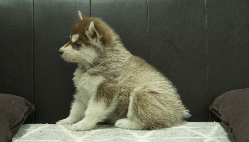 シベリアンハスキー子犬の写真No.202405026左側面6月18日現在