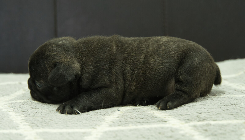 フレンチブルドッグ子犬の写真No.202406181左側面7月16日現在