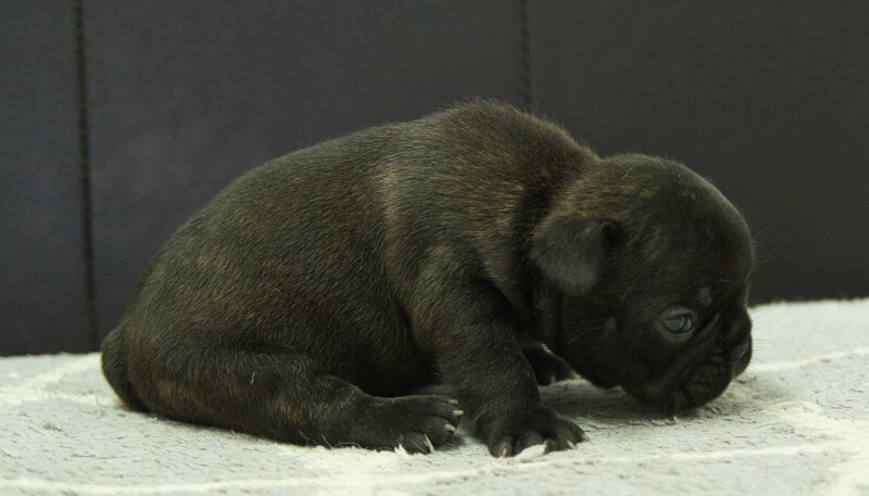 フレンチブルドッグ子犬の写真No.202406182右側面7月16日現在