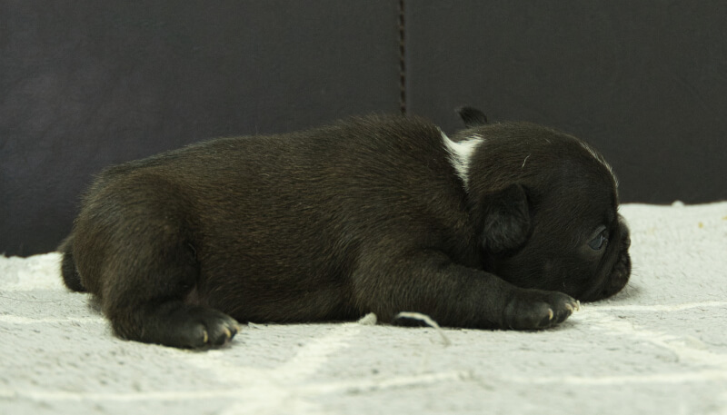 フレンチブルドッグ子犬の写真No.202406183右側面7月16日現在