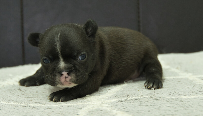 フレンチブルドッグ子犬の写真No.202406183-4　7月16日現在