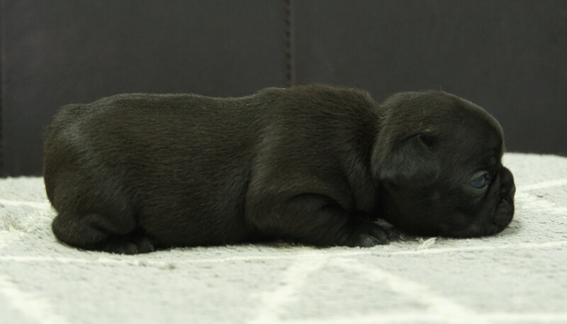 フレンチブルドッグ子犬の写真No.202406184右側面7月16日現在