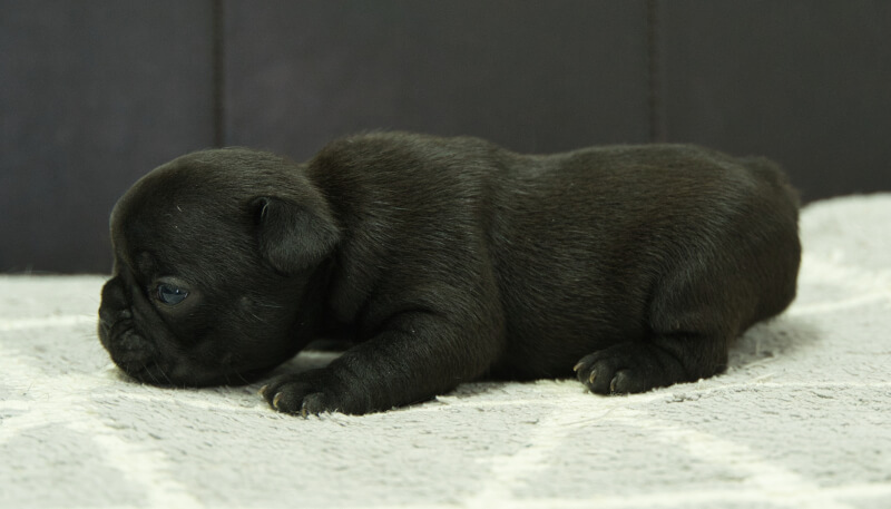 フレンチブルドッグ子犬の写真No.202406184正左側面月16日現在