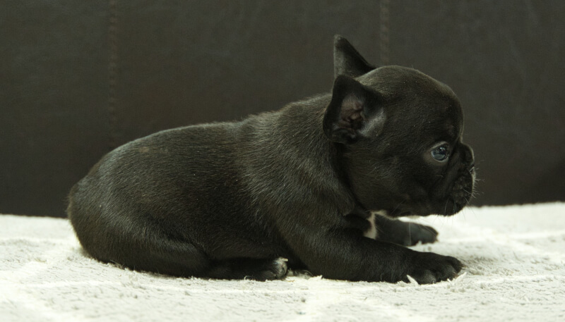 フレンチブルドッグ子犬の写真No.202406185右側面7月22日現在