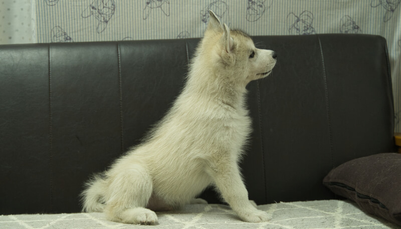 シベリアンハスキー子犬の写真No.202405033正右側面7月5日現在