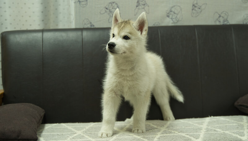シベリアンハスキー子犬の写真No.202405033-4　7月5日現在