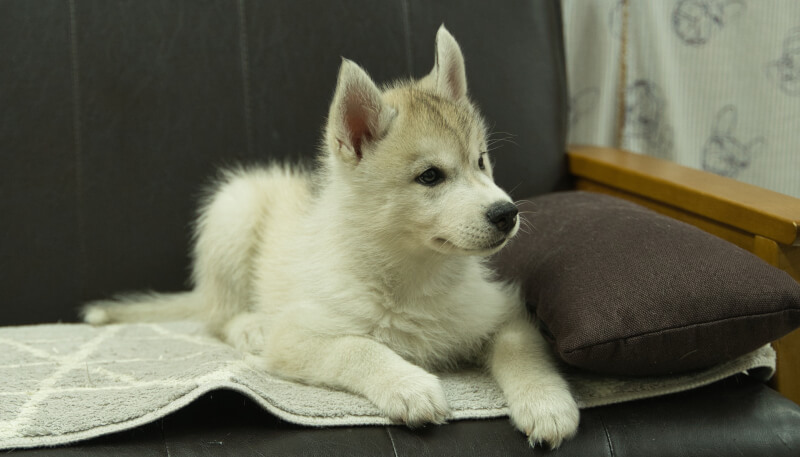 シベリアンハスキー子犬の写真No.202405033-5　7月5日現在