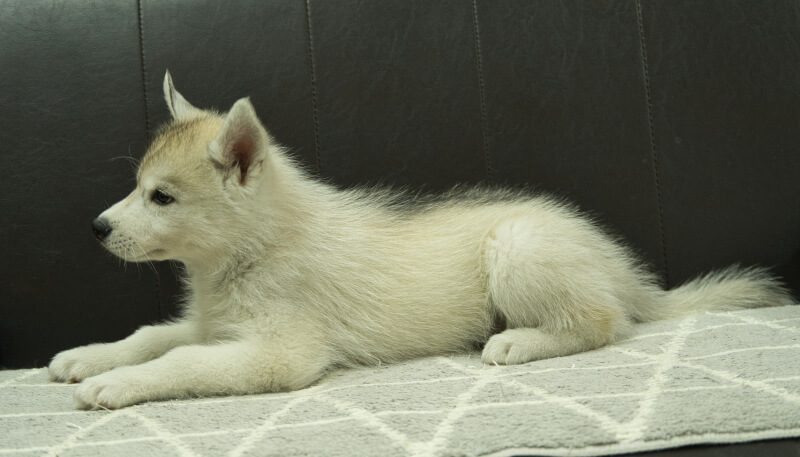 シベリアンハスキー子犬の写真No.202405033左側面7月5日現在