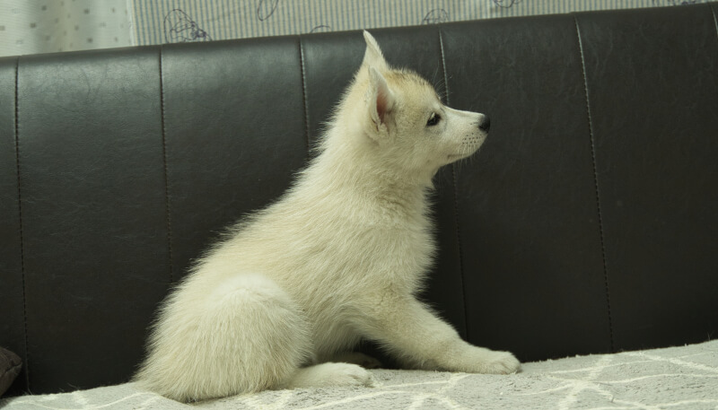 シベリアンハスキー子犬の写真No.202405036右側面7月5日現在