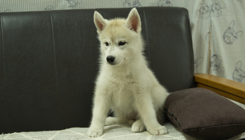 シベリアンハスキー子犬の写真No.202405036-4　7月5日現在