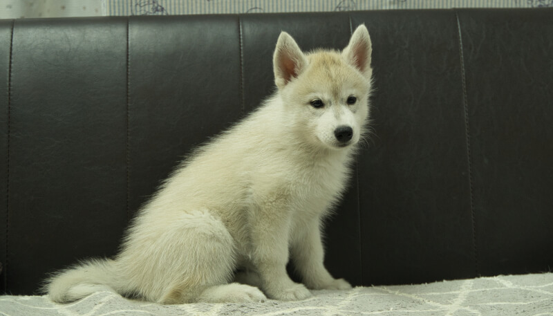 シベリアンハスキー子犬の写真No.202405036-5　7月5日現在