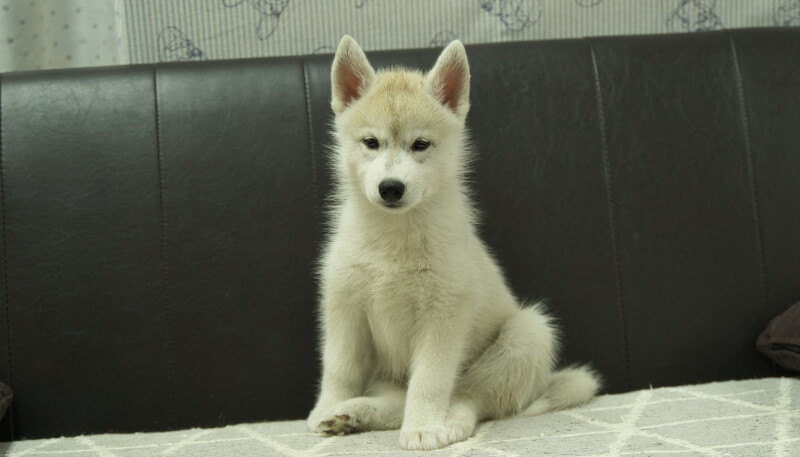 シベリアンハスキー子犬の写真No.202405036正面7月5日現在