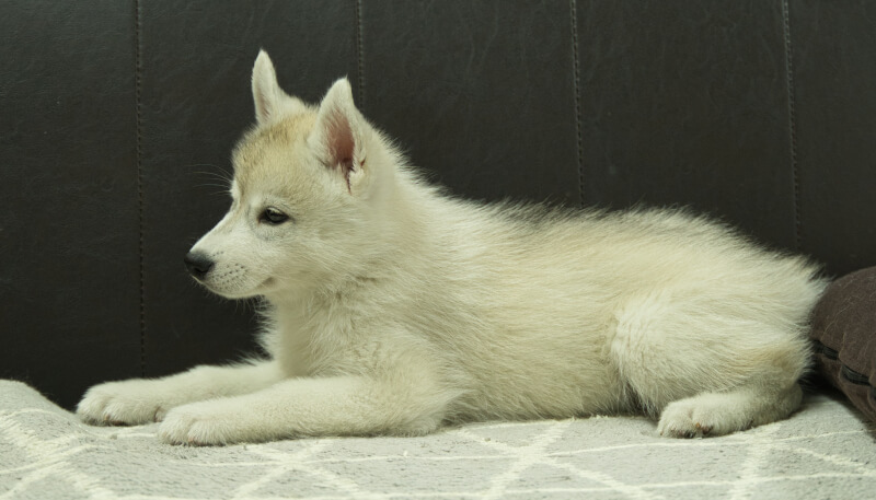 シベリアンハスキー子犬の写真No.202405036左側面7月5日現在