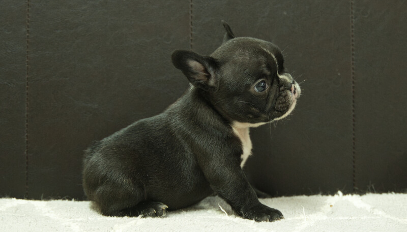 フレンチブルドッグ子犬の写真No.202406183右側面7月31日現在