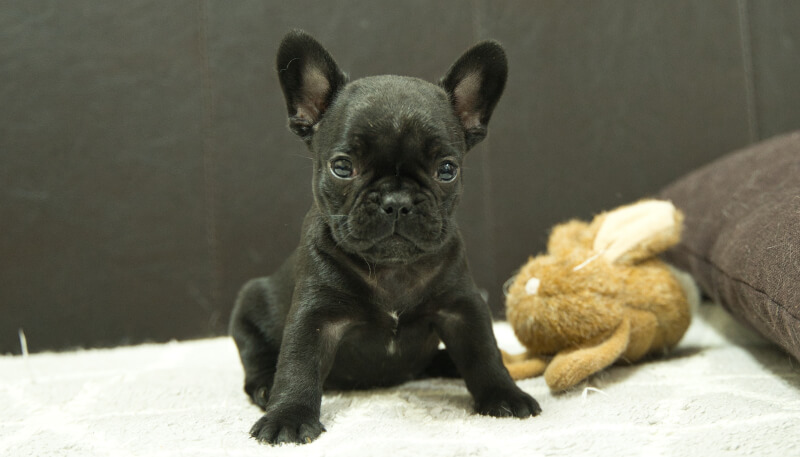 フレンチブルドッグ子犬の写真No.202406184正面7月31日現在