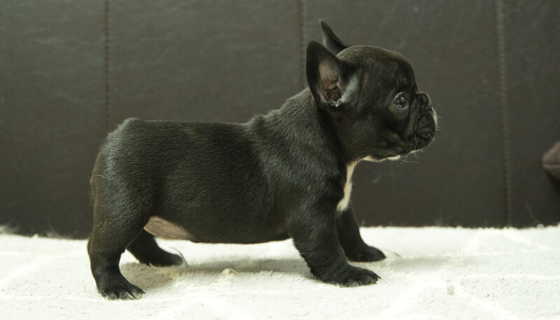 フレンチブルドッグ子犬の写真No.202406185右側面7月31日現在