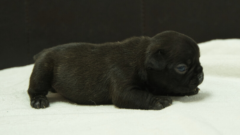 フレンチブルドッグ子犬の写真No.202408212右側面9月8日現在