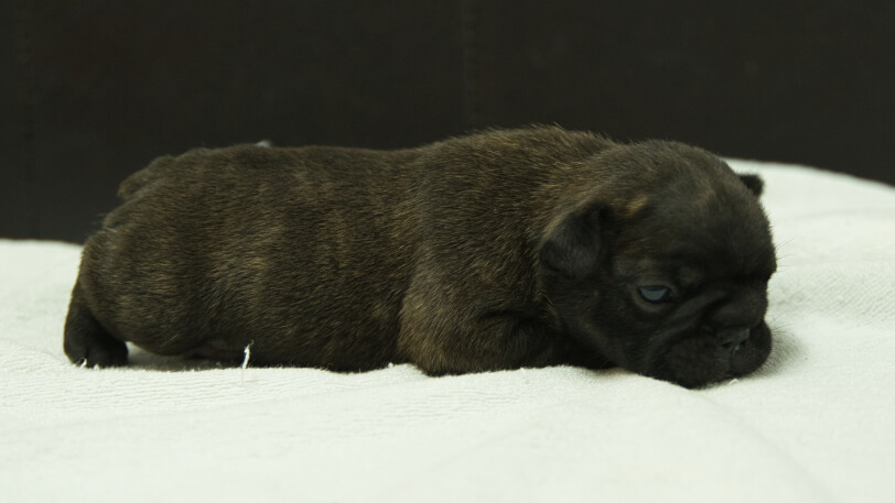 フレンチブルドッグ子犬の写真No.202408213右側面9月8日現在