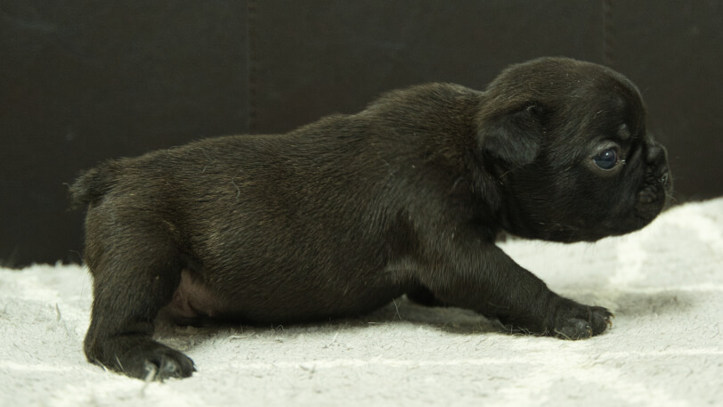 フレンチブルドッグ子犬の写真No.202408212右側面9月14日現在