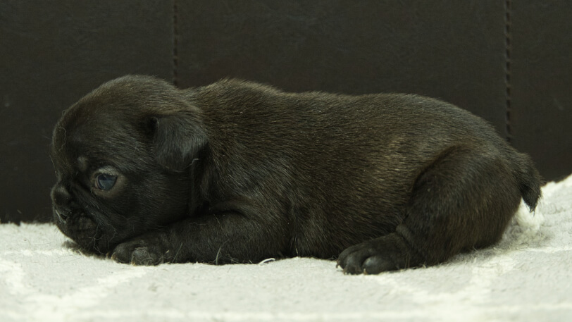 フレンチブルドッグ子犬の写真No.202408212左側面9月14日現在