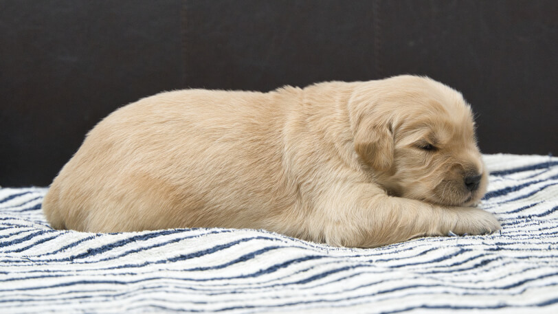 ゴールデンレトリーバーの子犬の写真No.202409032右側面9月18日現在