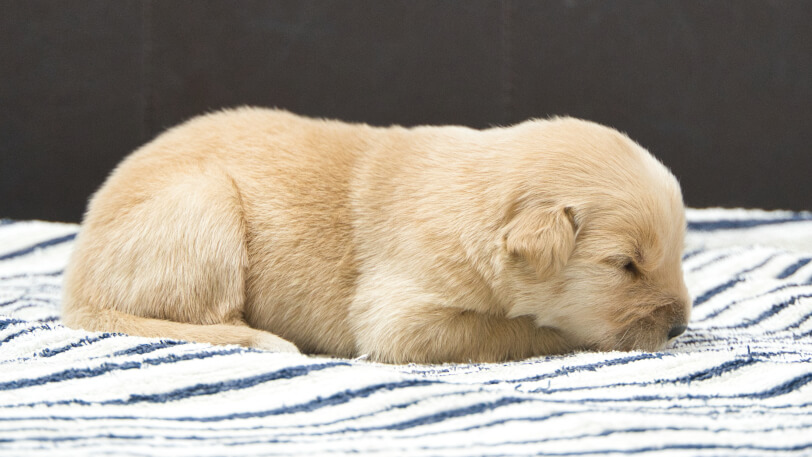 ゴールデンレトリーバーの子犬の写真No.202409033右側面9月18日現在