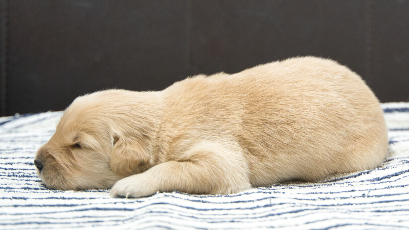 ゴールデンレトリーバーの子犬の写真No.202409033左側面9月18日現在