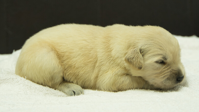 ゴールデンレトリーバーの子犬の写真No.202409075右側面9月25日現在