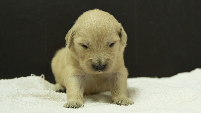 ゴールデンレトリーバーの子犬の写真No.202409073正面9月25日現在