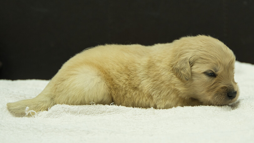 ゴールデンレトリーバーの子犬の写真No.202409074右側面9月25日現在